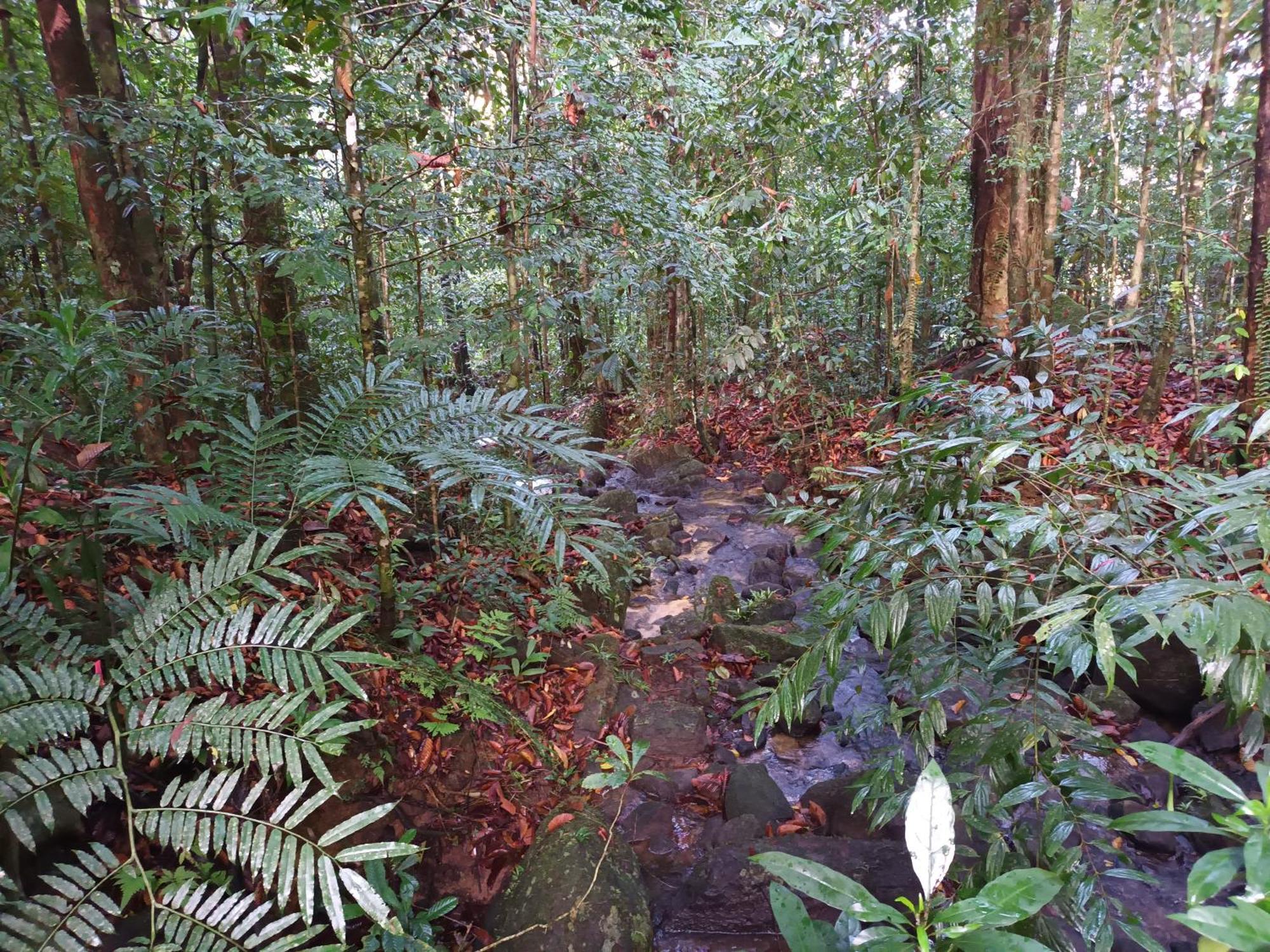 Sunshine Forest Lodge - Sinharaja Deniyaya Exterior photo